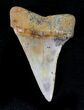 Mako Shark Tooth Fossil - Sharktooth Hill, CA #23571-1